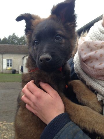 A vendre chiots tervureren de travail