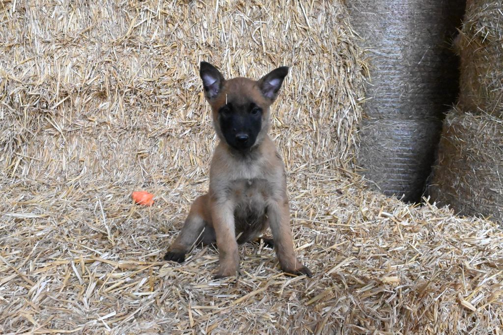 Du Prince Royal - Chiots disponibles - Berger Belge