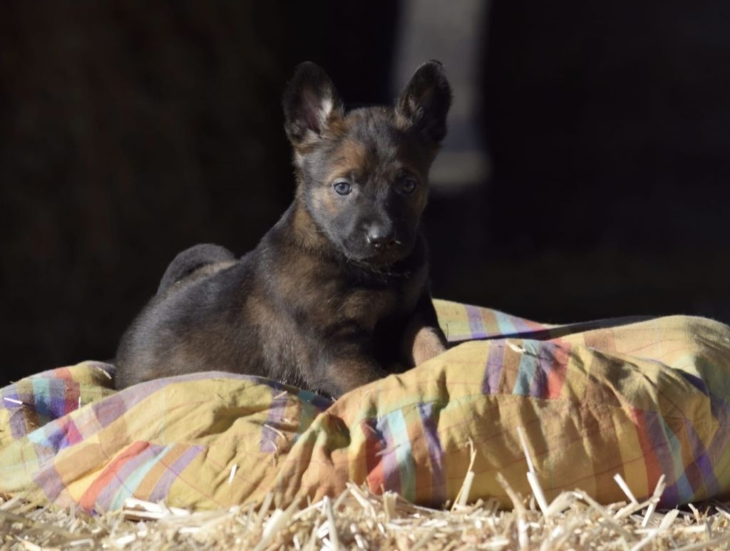 Du Prince Royal - Chiots disponibles - Berger Belge
