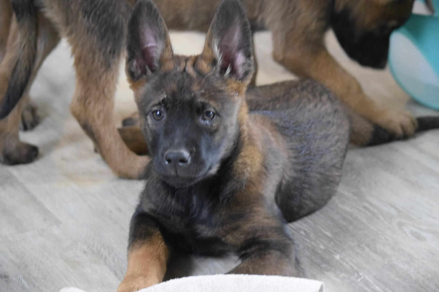 Du Prince Royal - Chiots disponibles - Berger Belge