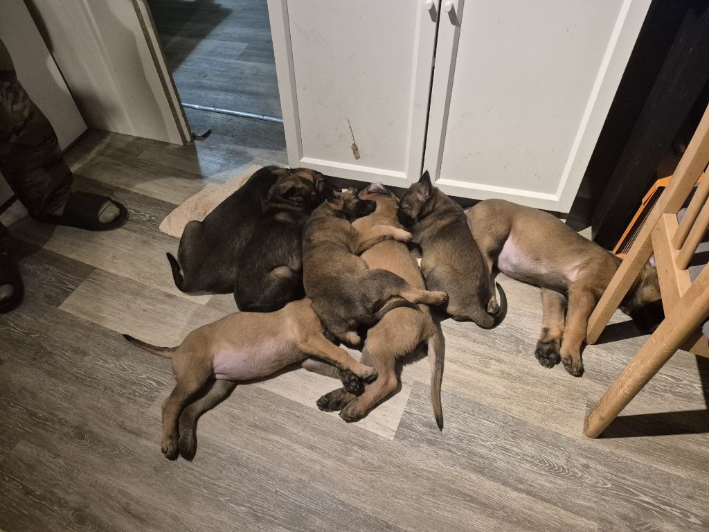 Chiot Berger Belge Du Prince Royal