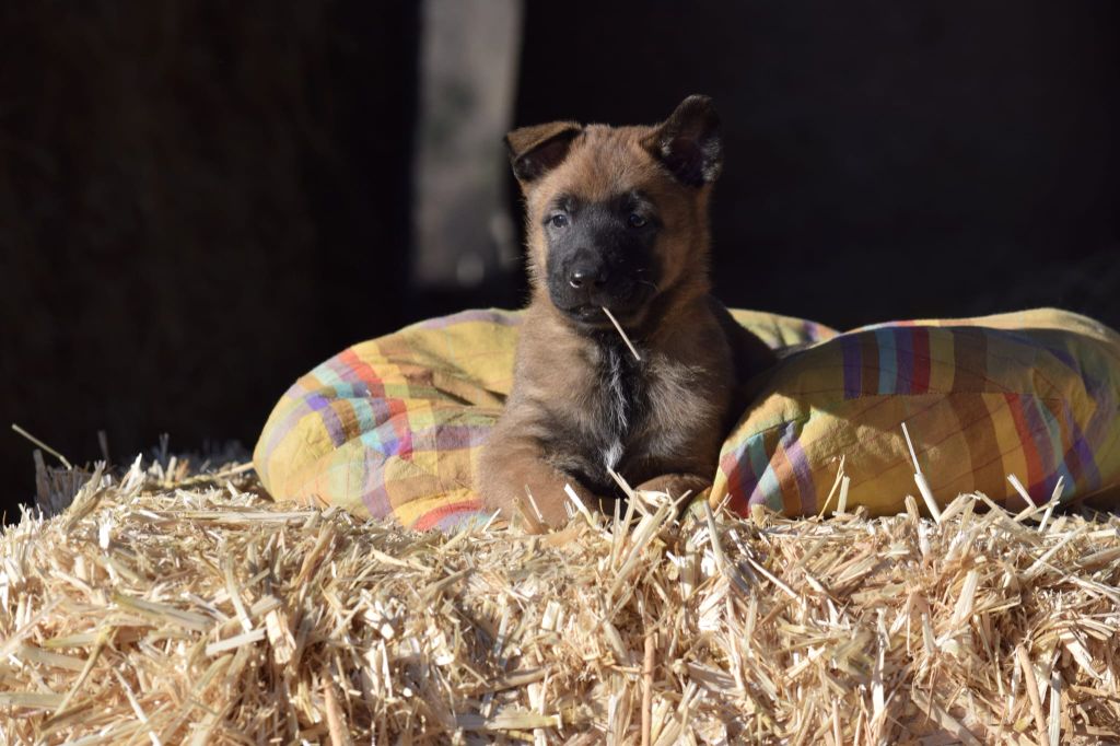 Du Prince Royal - Chiots disponibles - Berger Belge