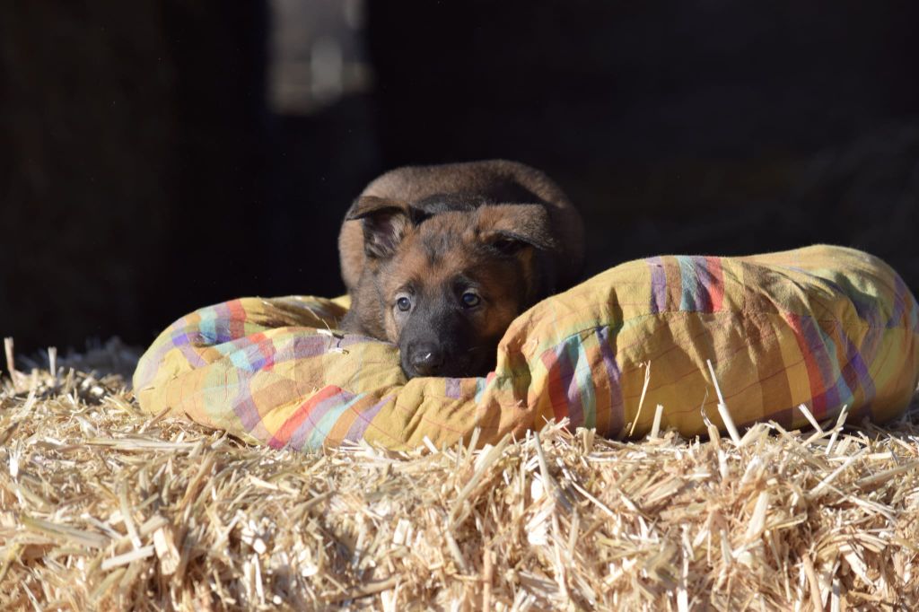 Du Prince Royal - Chiots disponibles - Berger Belge