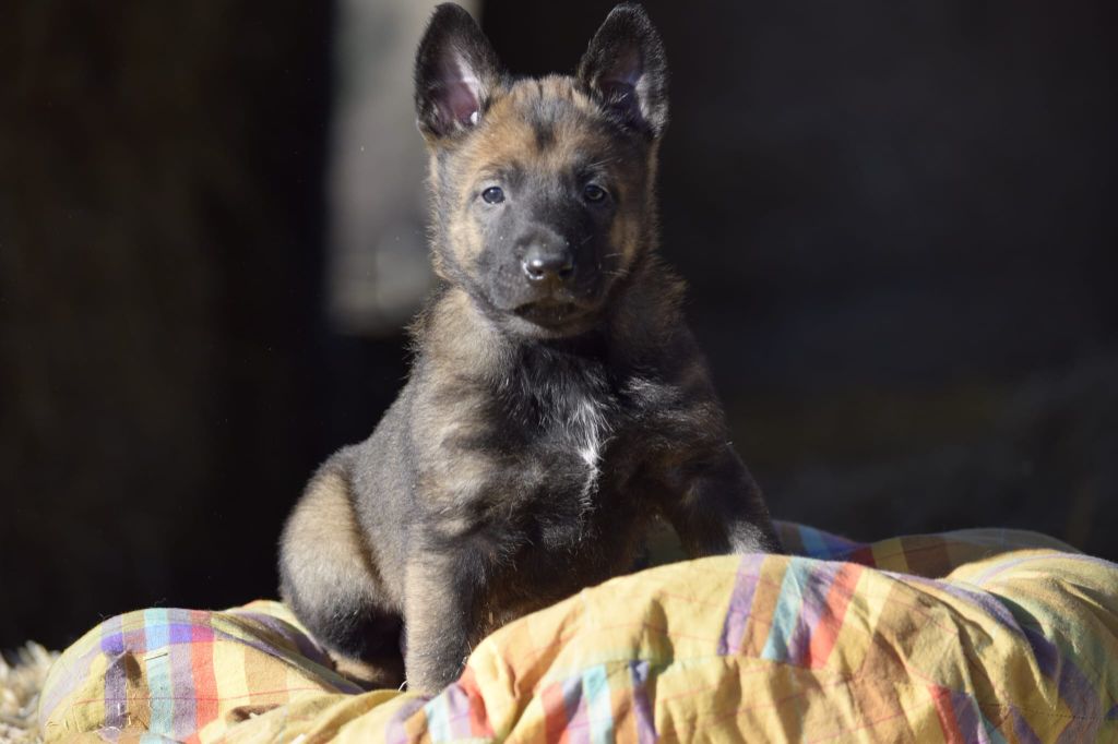 Du Prince Royal - Chiots disponibles - Berger Belge